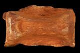 Fossil Spinosaurus Caudal (Tail) Vertebra - Morocco #116857-3